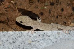 Gekko swinhonis