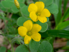 Oxalis niederleinii