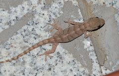 Gekko swinhonis