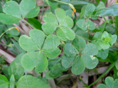 Oxalis niederleinii