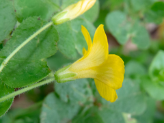 Oxalis niederleinii