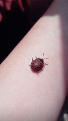 Botanochara macularia