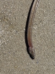 Bascanichthys bascanium