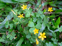 Oxalis niederleinii