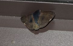 Ricania sublimata