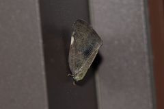 Ricania sublimata