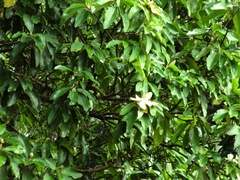 Magnolia iltisiana