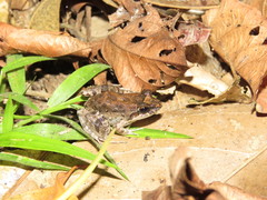 Leptodactylus leptodactyloides
