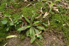 Plantago raoulii