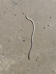 Bascanichthys bascanium