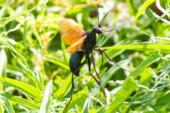 Pepsis pallidolimbata