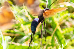 Pepsis pallidolimbata