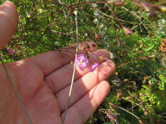 Agalinis gattingeri