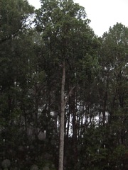 Magnolia iltisiana