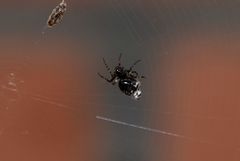 Cyclosa argenteoalba