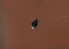 Cyclosa argenteoalba