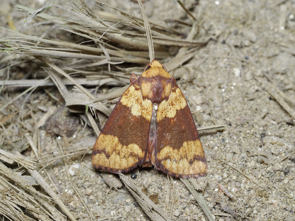 Xenochroa balteata