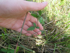 Desmodium obtusum