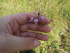 Desmodium obtusum