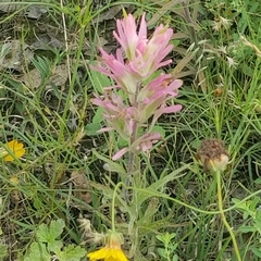 Castilleja purpurea