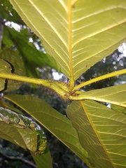 Cordia nodosa