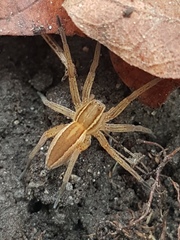 Dolomedes striatus