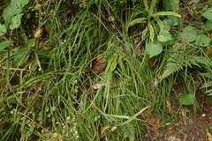 Arthropodium candidum
