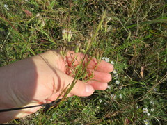 Brickellia eupatorioides eupatorioides