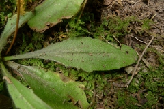 Plantago raoulii