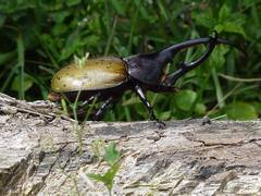 Dynastes septentrionalis