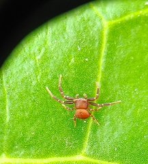 Thomisus spectabilis