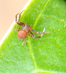 Thomisus spectabilis