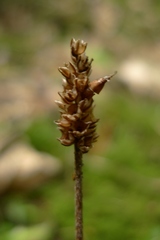 Plantago raoulii