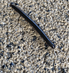 Archispirostreptus syriacus