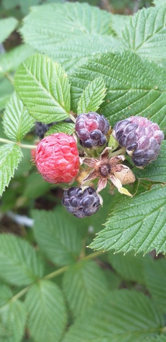 Rubus niveus