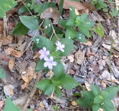 Ruellia drummondiana