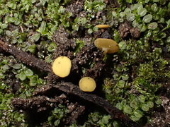 Lanzia luteovirescens