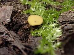 Lanzia luteovirescens