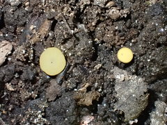 Lanzia luteovirescens