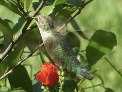 Archilochus colubris