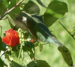 Archilochus colubris