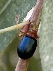 Plagiodera arizonae