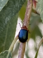 Plagiodera arizonae