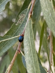 Plagiodera arizonae