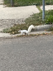 Sciurus carolinensis