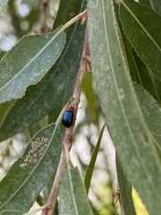 Plagiodera arizonae