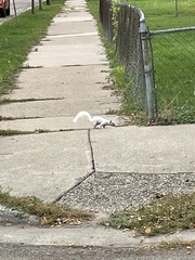 Sciurus carolinensis