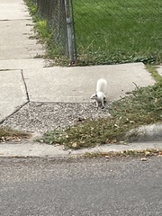 Sciurus carolinensis
