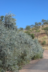 Melaleuca argentea