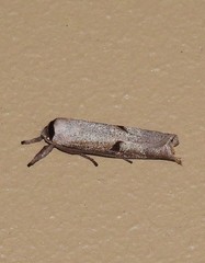 Pilostibes stigmatias